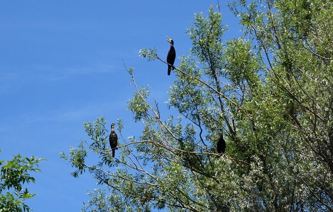 Cormorans in croatian nature parks